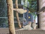 Vogels, Dieren en Toebehoren, Meerdere dieren, Parkiet, Geringd