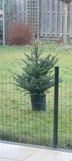 Kerstboompje, Ophalen