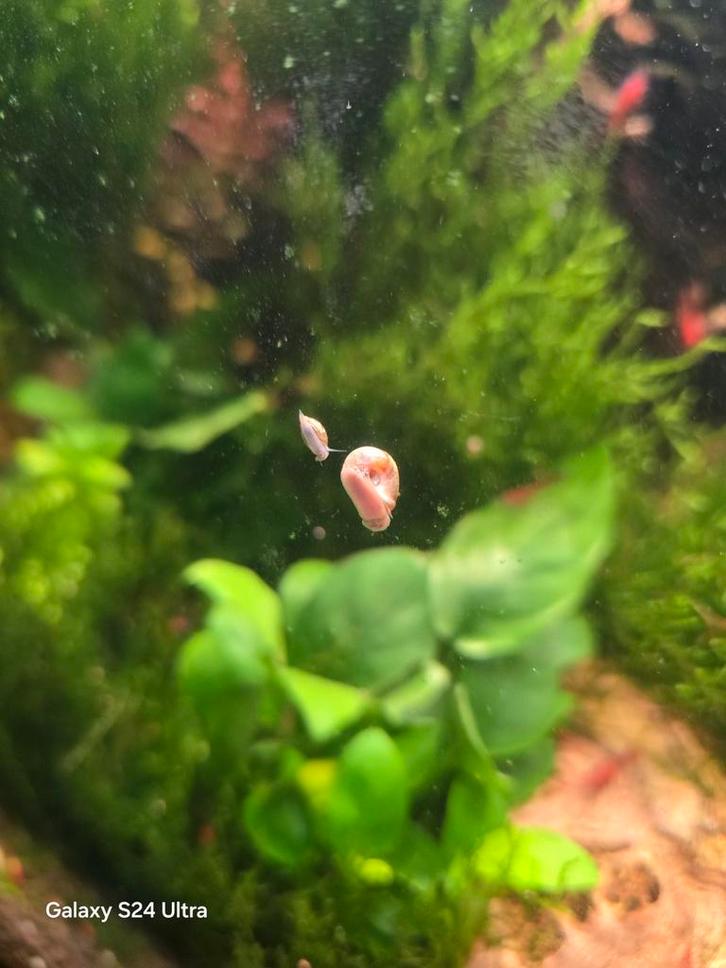 Planorbella/Posthorn. Locatie Heerlen NL, Dieren en Toebehoren, Vissen | Aquariumvissen, Zoetwatervis, Slak of Weekdier, Schoolvis