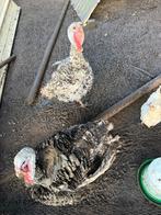 kalkoen, Dieren en Toebehoren, Kalkoen