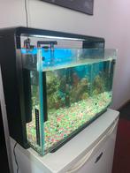 Aquarium met Guppy vissen, Ophalen