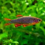 Hobbyaquarium Galaxy Rasbora, Dieren en Toebehoren, Vissen | Aquariumvissen, Vis, Zoetwatervis, Schoolvis