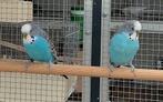 Grasparkirten, Dieren en Toebehoren, Vogels | Parkieten en Papegaaien