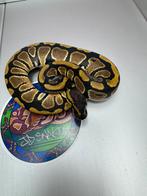 DH cryptic desert ghost 50% het pied Nr4, Dieren en Toebehoren, Reptielen en Amfibieën