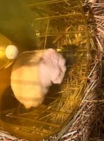 Hamster russe à donner, Enlèvement, Hamster