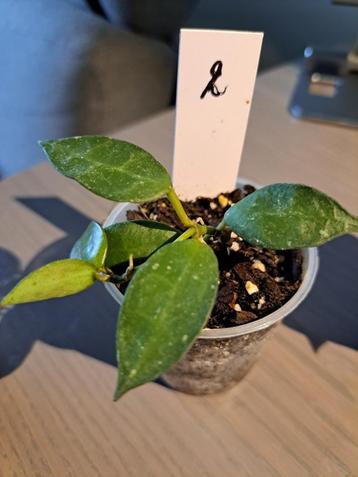 hoya krohniana stekjes + update foto's  beschikbaar voor biedingen