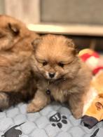 Dwergkeesjes-puppy’s-pomeriaantje-pomeranian, Dieren en Toebehoren, België, Fokker | Hobbymatig, Keeshond, 8 tot 15 weken