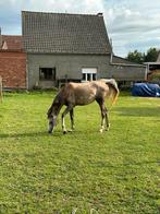 Warda merrie van 3jaar en half, Dieren en Toebehoren, Paarden, Merrie