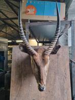 Taxidermie.Tête trophée de buffle, Enlèvement