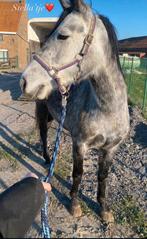 Recreatieve D-pony merrie, Dieren en Toebehoren, Zadelmak, 3 tot 6 jaar, Recreatiepony, D pony (1.37m tot 1.48m)