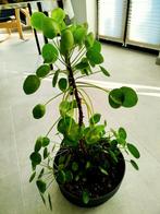 Big money plant/ Pannekoeken plant, Ophalen