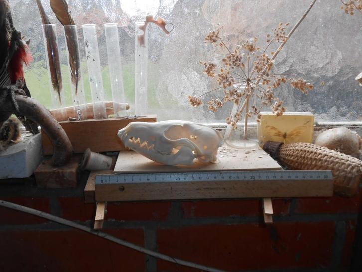 vossenschedel, Collections, Collections Animaux, Comme neuf, Crâne, Animal sauvage, Enlèvement ou Envoi