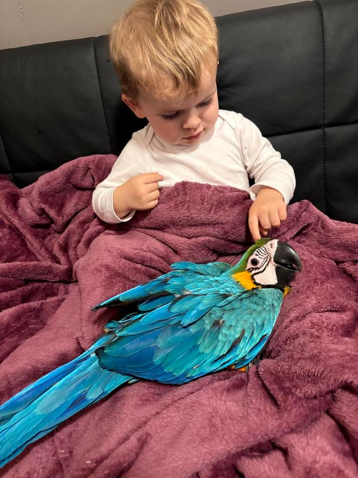 Jonge ara ararauna EAM, Dieren en Toebehoren, Vogels | Parkieten en Papegaaien, Papegaai, Geslacht onbekend, Tam, Geringd