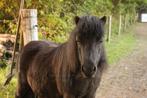 Lieve Shetland merrie, Merrie, M, Ontwormd