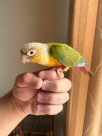 Bebe conure EAM, Geslacht onbekend, Papegaai, Pratend