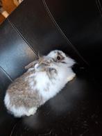 Leeuwenkop mixje, voedster, Dieren en Toebehoren