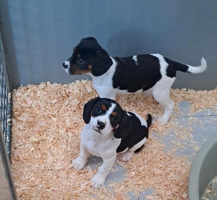 Fox kleinblijvend, Dieren en Toebehoren, Honden | Niet-rashonden, Klein, Teef, Handelaar, Meerdere, België, 8 tot 15 weken, CDV (hondenziekte)