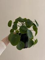 Grote pannenkoekenplant, Huis en Inrichting, Kamerplanten, Groene kamerplant, Ophalen, Minder dan 100 cm