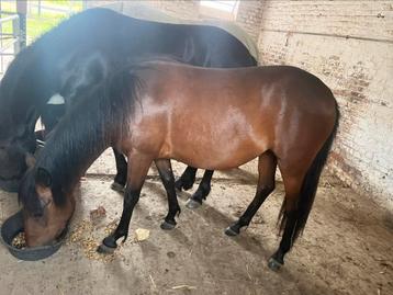 merrie pony beschikbaar voor biedingen