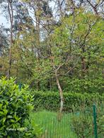 Notenboom in goede staat zelf uit te doen., Tuin en Terras, Ophalen