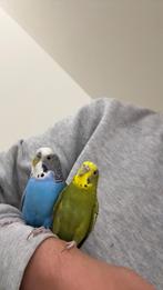 Grasparkieten, Dieren en Toebehoren