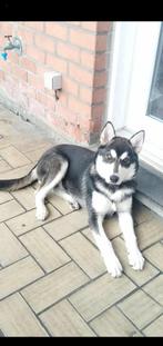 Husky, Dieren en Toebehoren, CDV (hondenziekte), België, Particulier, Keeshond