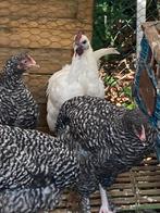 Hennen mechelse koekoek geboren deze zomer leggen in voorjaa, Dieren en Toebehoren, Pluimvee