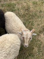 Ouessant ram schapen, Dieren en Toebehoren, Schapen, Geiten en Varkens, Mannelijk, Schaap, 0 tot 2 jaar