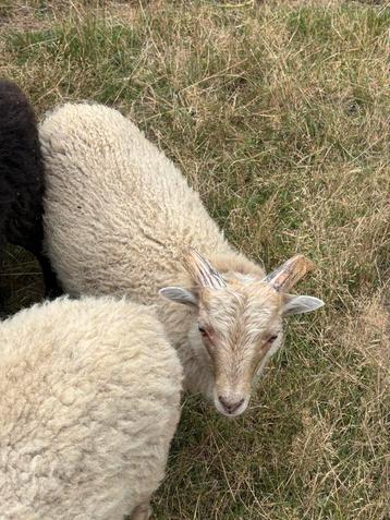 Ouessant ram schapen, Mâle, Mouton, 0 à 2 ans