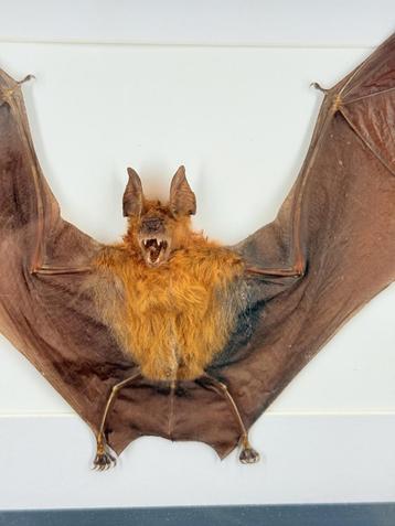 Opgezette Vleerhond in Lijst - Wildernis Atelier beschikbaar voor biedingen