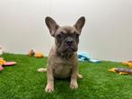 Franse Buldog pups, Dieren en Toebehoren, België, 8 tot 15 weken, CDV (hondenziekte), Bulldog