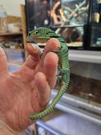 Varanus Prasinus Merauke, Dieren en Toebehoren, Reptielen en Amfibieën