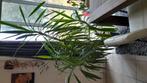 Grote plant, Huis en Inrichting, Kamerplanten, Ophalen