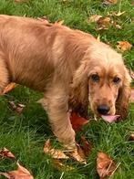 3 junior engelse cocker pups, Dieren en Toebehoren, België, 15 weken tot 1 jaar, Reu, CDV (hondenziekte)