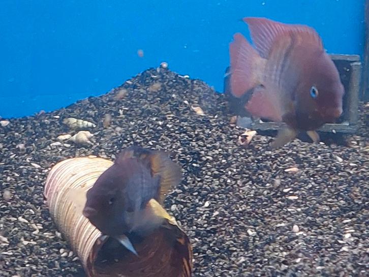 Koppel Amatitlania/Cryptoheros sajica, Dieren en Toebehoren, Vissen | Aquariumvissen, Zoetwatervis, Vis