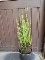 holpijp equisetum, Ophalen, Volle zon, Vaste plant, Vijverplanten