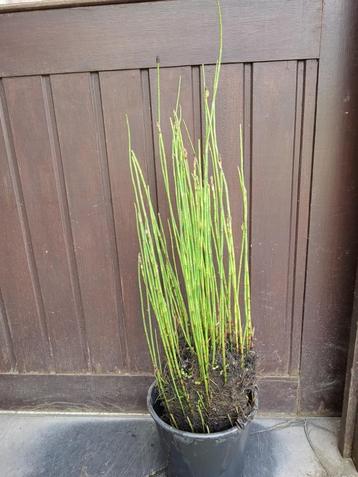 holpijp equisetum beschikbaar voor biedingen