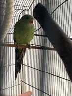baraband parkiet, Parkiet