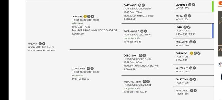 Colman fokmerrie, Animaux & Accessoires, Chevaux, Jument