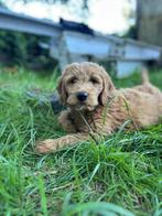Mooie medium goldendoodle pups!, Golden retriever, België, CDV (hondenziekte), 8 tot 15 weken