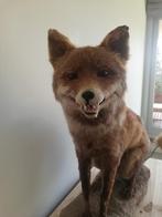 Taxidermie vos, Antiek en Kunst, Ophalen of Verzenden