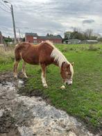 PAARD/PONY, Dieren en Toebehoren, Pony's, Zadelmak, 11 jaar of ouder, Recreatiepony, D pony (1.37m tot 1.48m)