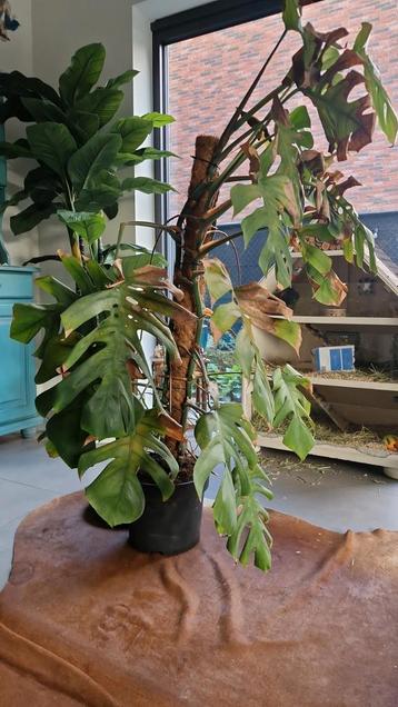 Gratis op te halen Monstera Gooreind/Wuustwezel, Enlèvement, Ombre partielle