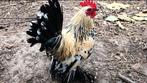 Twee haantjes, Dieren en Toebehoren, Mannelijk, Kip