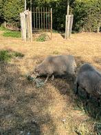 Ouessant ooi, Schaap
