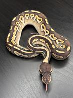 cinnamon OD Yb het clown 50% dh dg pied, Dieren en Toebehoren, Reptielen en Amfibieën, Slang, Tam, 0 tot 2 jaar