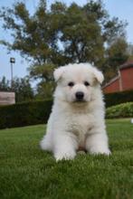 Prachtige Zwitserse Witte Herder pups, Dieren en Toebehoren, België, CDV (hondenziekte), 8 tot 15 weken, Meerdere