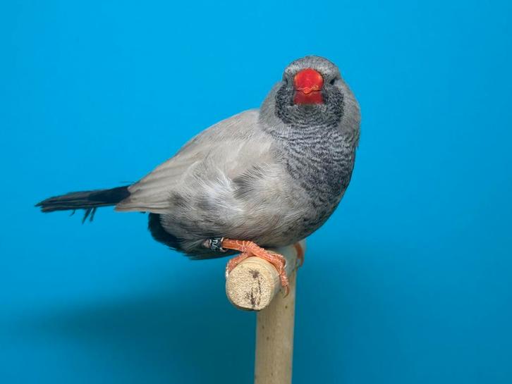 Koppel Charcoal bleekrug grijs x split Charcoal zebravinken, Dieren en Toebehoren, Vogels | Overige Vogels, Geringd