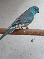 Couture rouge un CD, Dieren en Toebehoren, Vogels | Parkieten en Papegaaien