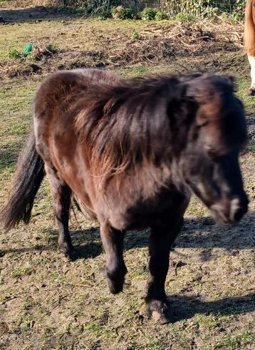 Falabella merrie 